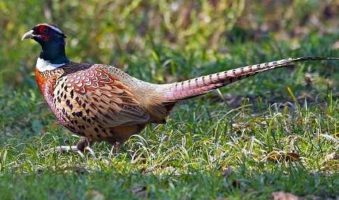 Домашние птицы &ndash; виды, названия, фото и описание, породы | Куры, гуси, утки, и другие