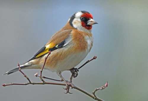 Домашние птицы &ndash; виды, названия, фото и описание, породы | Куры, гуси, утки, и другие