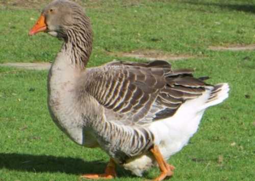 Домашние птицы &ndash; виды, названия, фото и описание, породы | Куры, гуси, утки, и другие