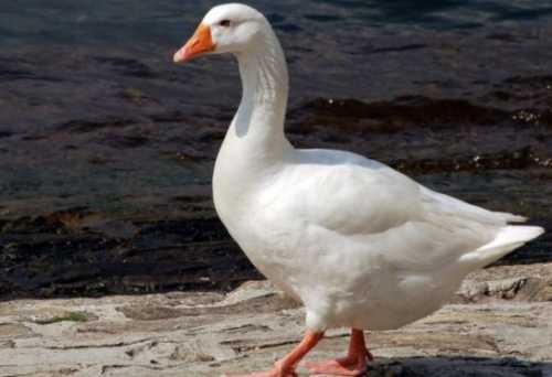 Домашние птицы &ndash; виды, названия, фото и описание, породы | Куры, гуси, утки, и другие