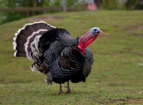 Домашние птицы &ndash; виды, названия, фото и описание, породы | Куры, гуси, утки, и другие