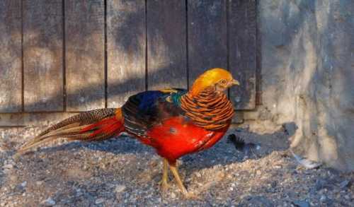 Домашние птицы &ndash; виды, названия, фото и описание, породы | Куры, гуси, утки, и другие