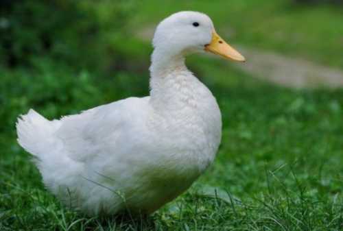 Домашние птицы &ndash; виды, названия, фото и описание, породы | Куры, гуси, утки, и другие