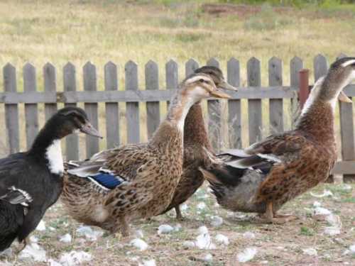 Домашние птицы &ndash; виды, названия, фото и описание, породы | Куры, гуси, утки, и другие