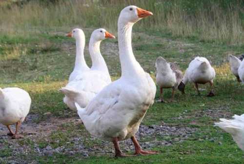 Домашние птицы &ndash; виды, названия, фото и описание, породы | Куры, гуси, утки, и другие