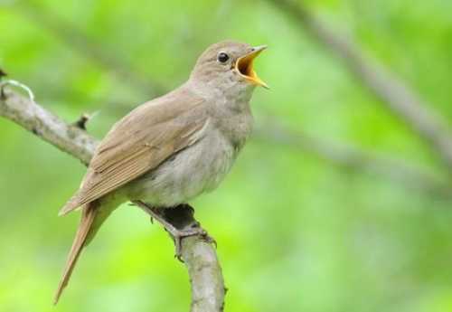 Домашние птицы &ndash; виды, названия, фото и описание, породы | Куры, гуси, утки, и другие