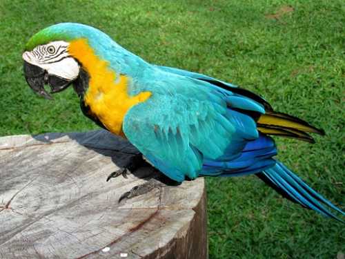 Домашние птицы &ndash; виды, названия, фото и описание, породы | Куры, гуси, утки, и другие