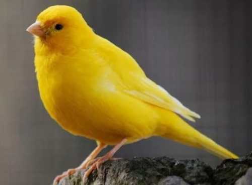 Домашние птицы &ndash; виды, названия, фото и описание, породы | Куры, гуси, утки, и другие