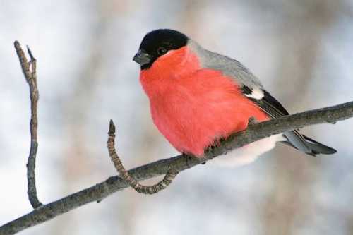 Домашние птицы &ndash; виды, названия, фото и описание, породы | Куры, гуси, утки, и другие