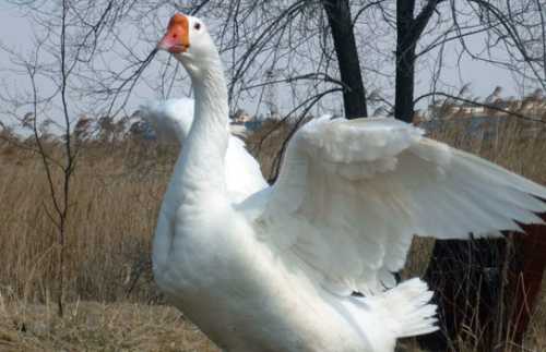 Домашние птицы &ndash; виды, названия, фото и описание, породы | Куры, гуси, утки, и другие