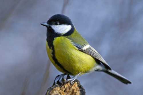 Домашние птицы &ndash; виды, названия, фото и описание, породы | Куры, гуси, утки, и другие