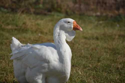 Домашние птицы &ndash; виды, названия, фото и описание, породы | Куры, гуси, утки, и другие