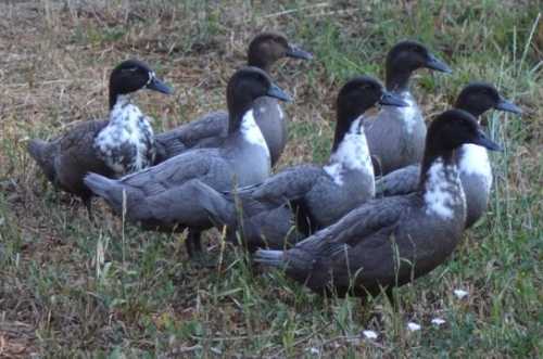 Домашние птицы &ndash; виды, названия, фото и описание, породы | Куры, гуси, утки, и другие
