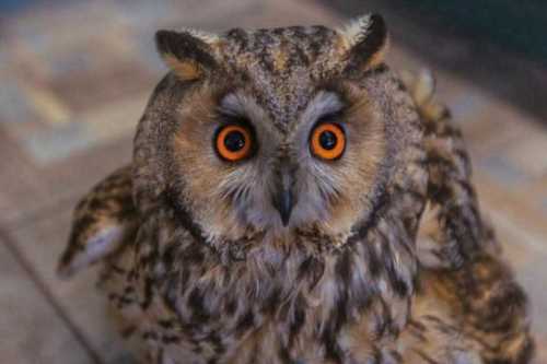 Домашние птицы &ndash; виды, названия, фото и описание, породы | Куры, гуси, утки, и другие