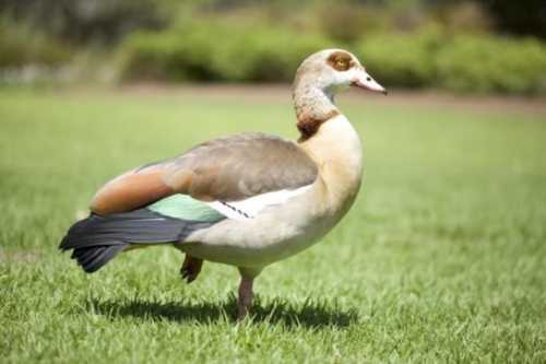 Домашние птицы &ndash; виды, названия, фото и описание, породы | Куры, гуси, утки, и другие