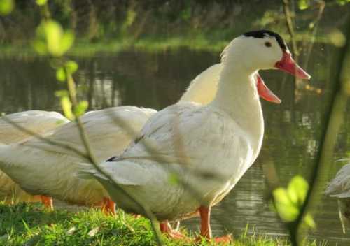 Домашние птицы &ndash; виды, названия, фото и описание, породы | Куры, гуси, утки, и другие
