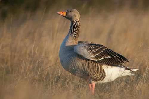 Домашние птицы &ndash; виды, названия, фото и описание, породы | Куры, гуси, утки, и другие
