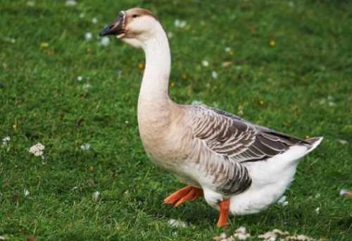 Домашние птицы &ndash; виды, названия, фото и описание, породы | Куры, гуси, утки, и другие