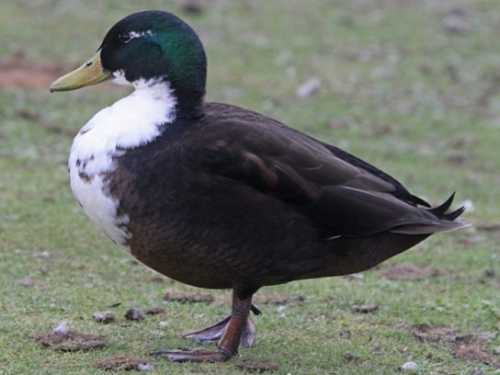 Домашние птицы &ndash; виды, названия, фото и описание, породы | Куры, гуси, утки, и другие