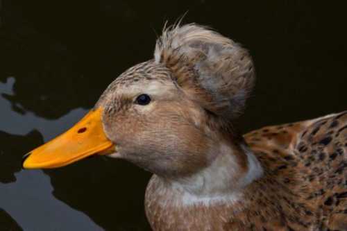 Домашние птицы &ndash; виды, названия, фото и описание, породы | Куры, гуси, утки, и другие