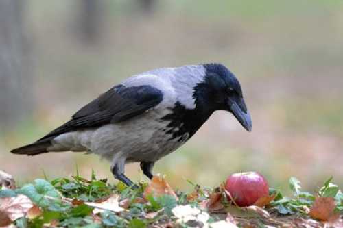 Домашние птицы &ndash; виды, названия, фото и описание, породы | Куры, гуси, утки, и другие