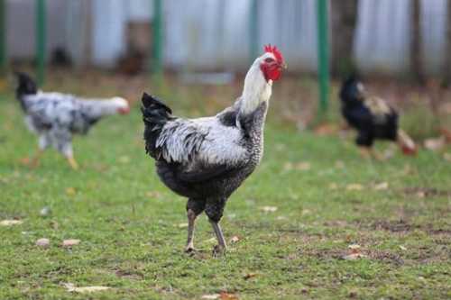 Домашние птицы &ndash; виды, названия, фото и описание, породы | Куры, гуси, утки, и другие