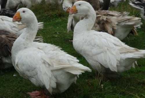 Домашние птицы &ndash; виды, названия, фото и описание, породы | Куры, гуси, утки, и другие