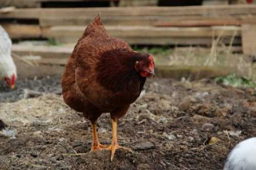 Домашние птицы &ndash; виды, названия, фото и описание, породы | Куры, гуси, утки, и другие