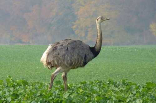 Домашние птицы &ndash; виды, названия, фото и описание, породы | Куры, гуси, утки, и другие