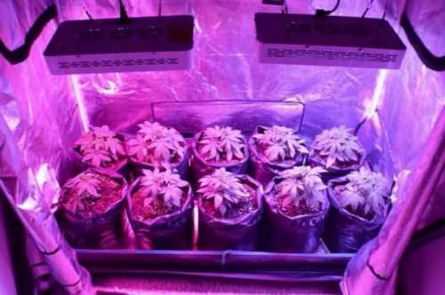 Генетика - основа результата