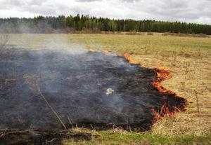 Индикаторы горения леса