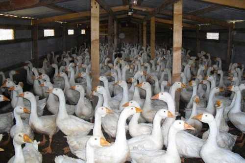 История происхождения Губернаторских гусей