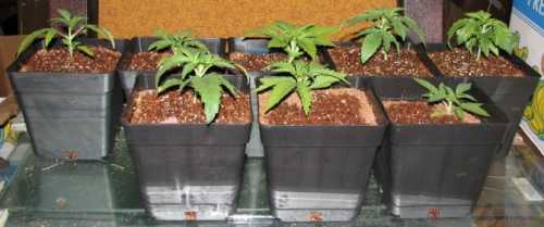 Как выращивать семена конопли в помещении: пособие для новичков