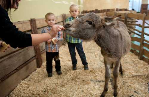 Организация контактного зоопарка.