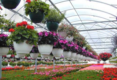 Продам выращивание цветов