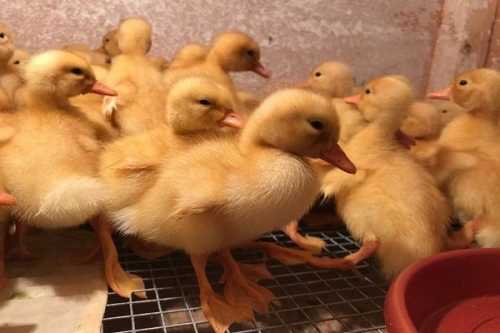 Техническое обслуживание и уход