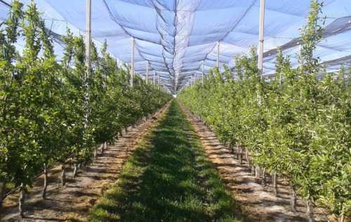 Выращивание рассады, продажа рассады