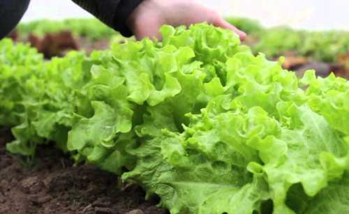 Выращивание трав, овощей, фруктов на продажу